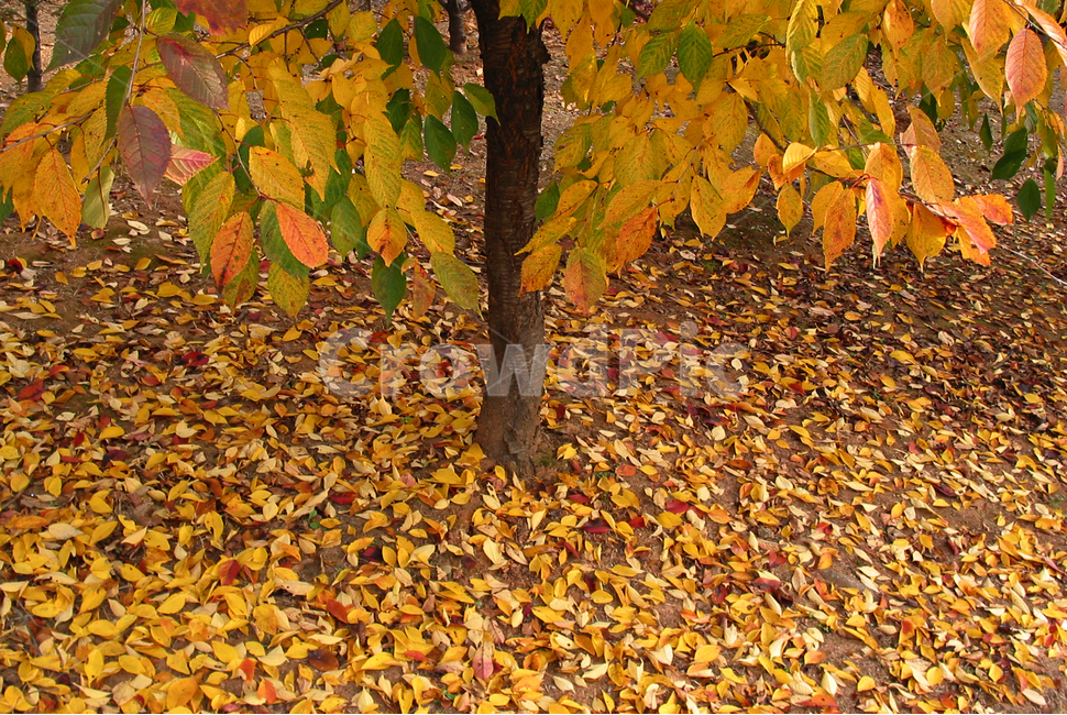 가을,단풍,노랑,계절,낙엽,가을,계절,fall,autumn,season,plant,식물,leaf,잎,tree,나무