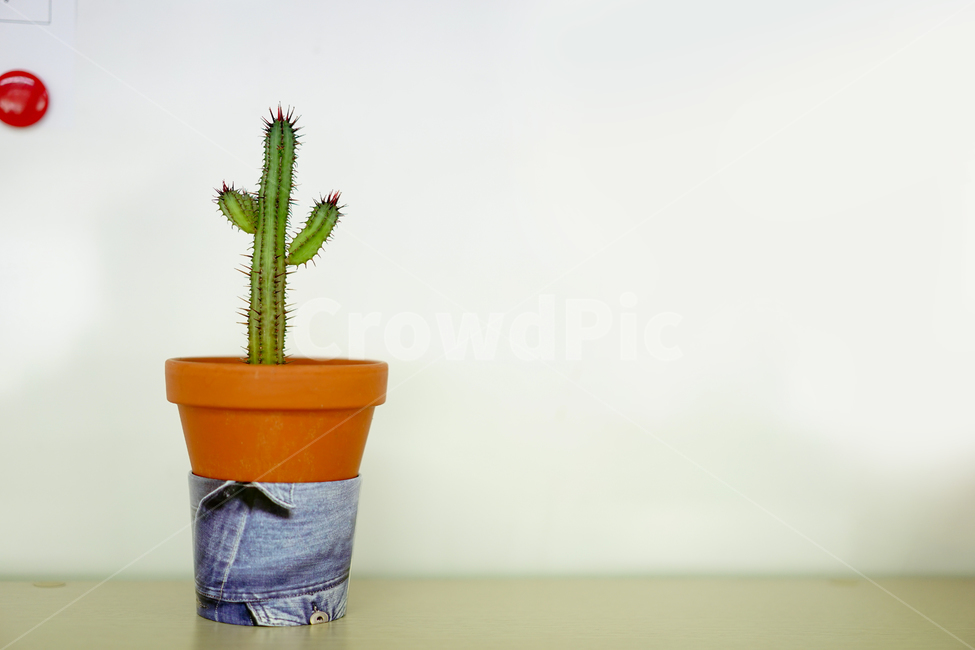 선인장,화분,화초,취미,식물,생명,가시,식물,자연,plants,nature,실내용화초,화분,화초,house plant