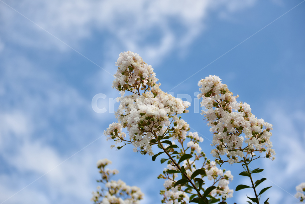 꽃,자연,접사,힐링,배경화면,nature,flower,sensible,feeling,색깔,색상,색채,색감,식물,자연,plants,nature,꽃,flower