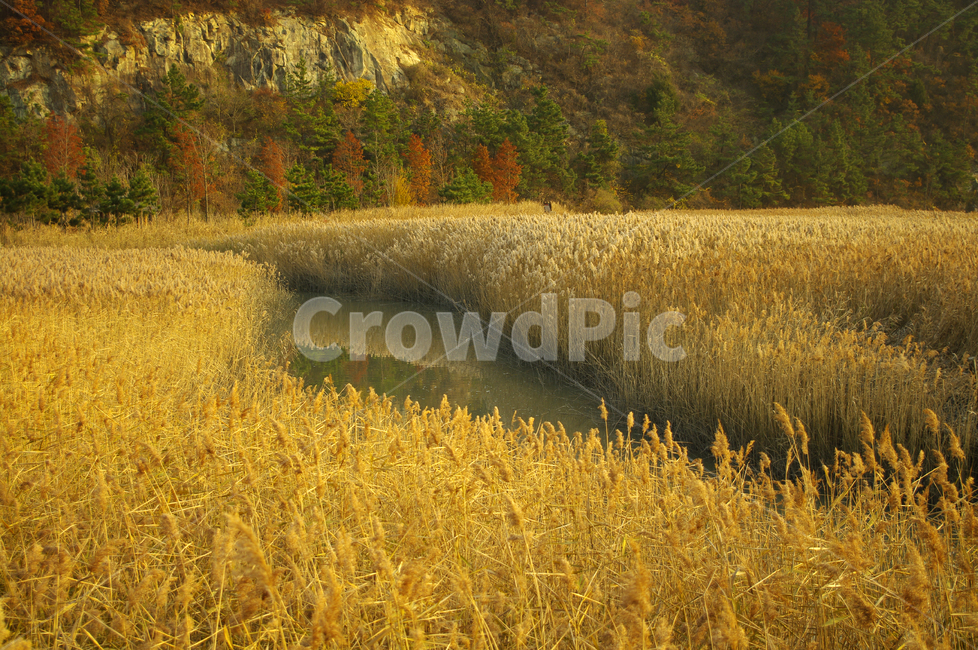 풍경,갈대밭,갈대,식물,plant,순천만,가을,계절,fall,autumn,season,자연,풍경,nature,landscape,field,들,grassland,목초지,outdoors,옥외