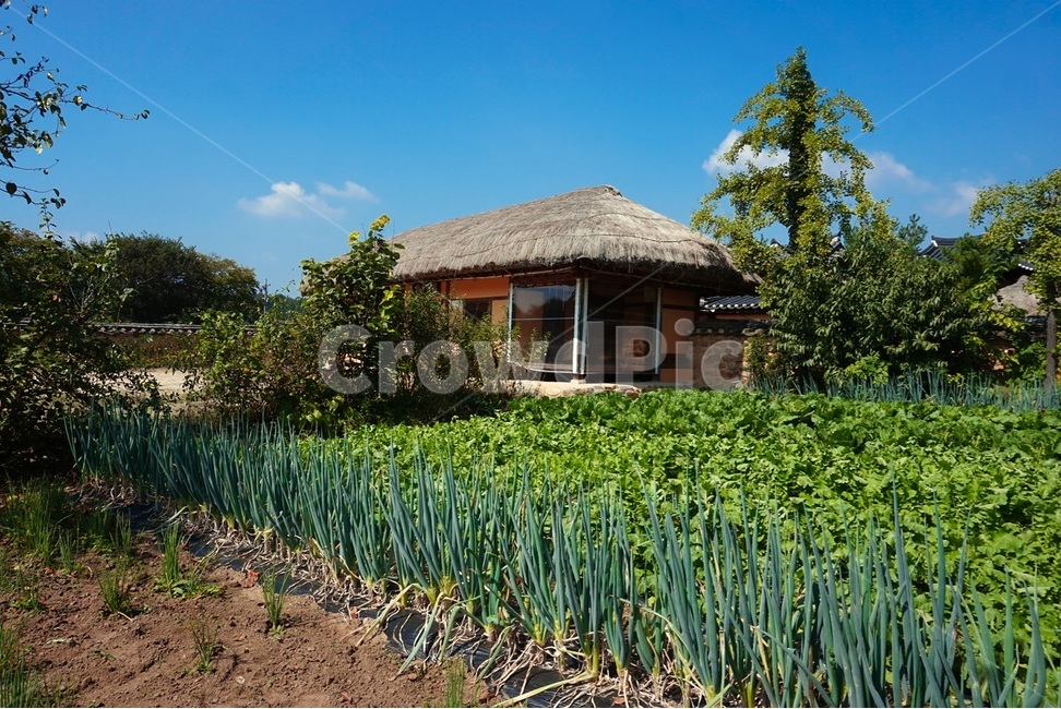 outdoors,옥외,nature,자연,초가집,파,시골,마을,풍경,landscape,country,rural,town,농업,농사,agriculture,farming,farming industry