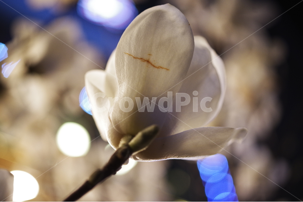 봄,목련,봄꽃,꽃잎,자연,야경,밤,가로등,배경화면,바탕화면,계절,nature,beauty,beautiful,magnolia,spring,season,springflower,petal,night,bulb,light,background,flower,봄,계절,spring,season,식물,자연,plants,nature,꽃,flower,plant,blossom