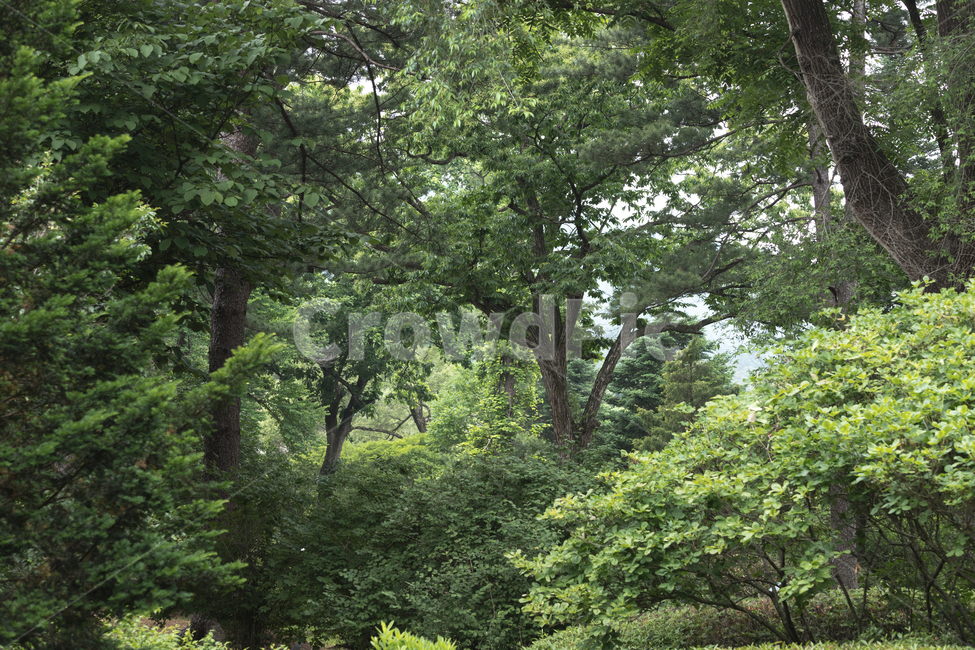 숲,나무,녹음,숲속,자연,나뭇잎,식목일,자연,풍경,nature,landscape,tree,plant,식물,tree trunk,나무 줄기,vegetation,초목