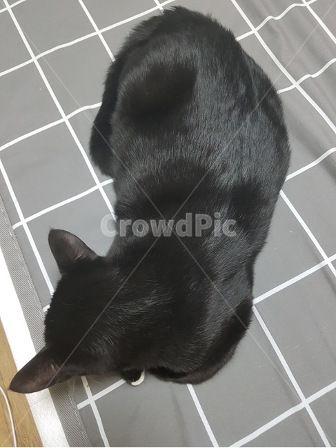 블랙캣,검은고양이,길고양이,새끼고양이,고양이,동물,animal,포유류,mammal,고양이,cat,kitten,kitty