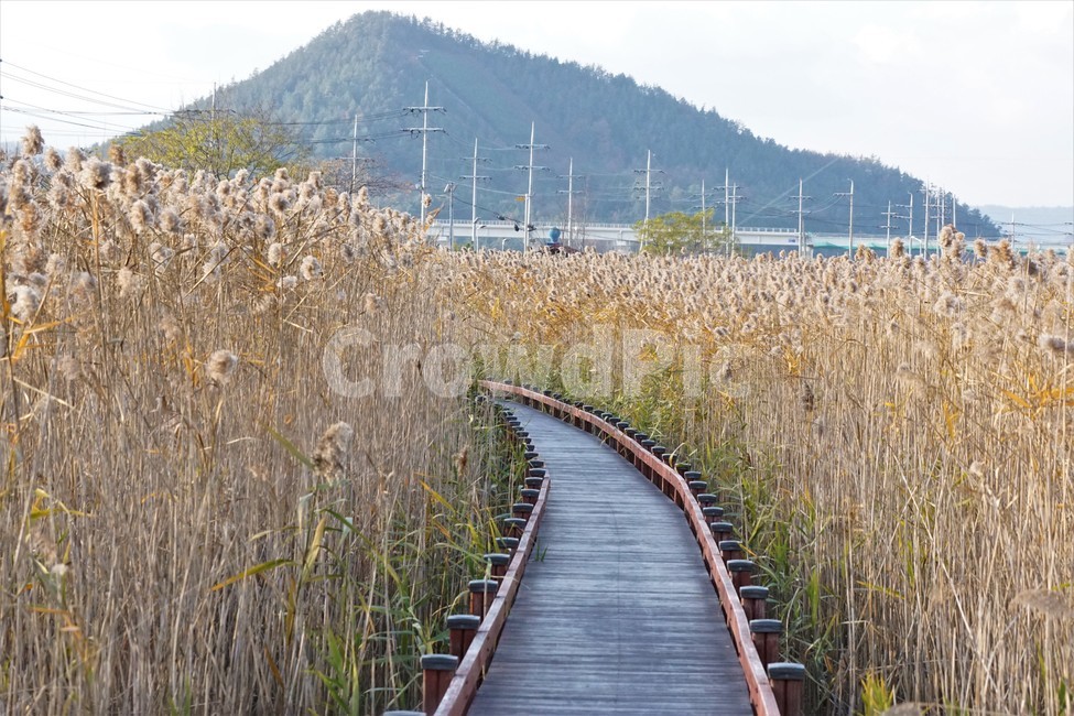 가을,갈대,풍경,자연,식물,plant,nature,autumn,길,road,가을,계절,fall,autumn,season