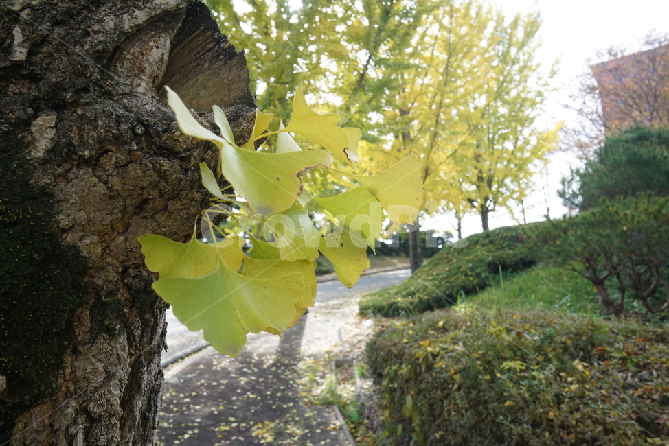 은행나무,은행잎,낙엽,plant,식물,tree,나무