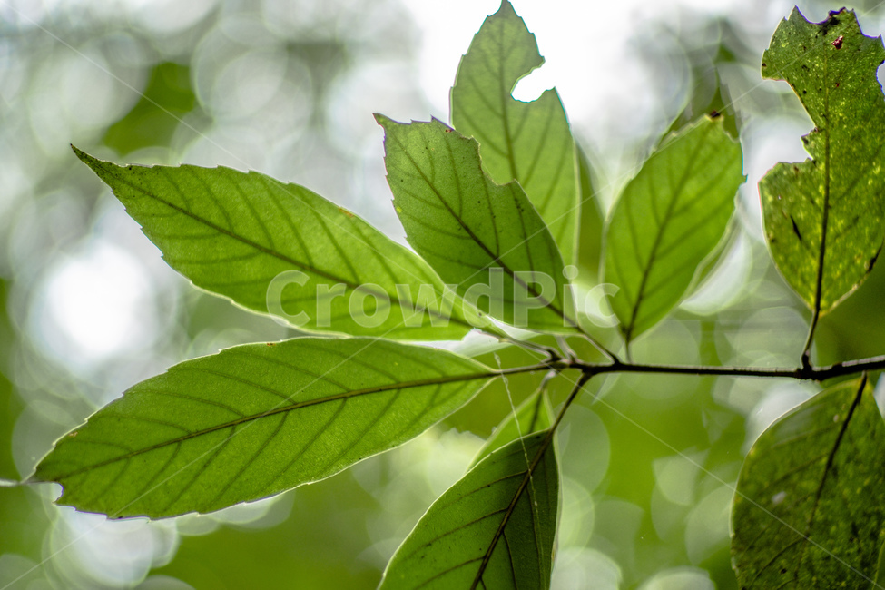 나뭇잎,나무,숲,잎맥,식물,덩쿨,초록색,초록,녹색,숲속,잔잔함,따뜻함,안정됨,신비로움
