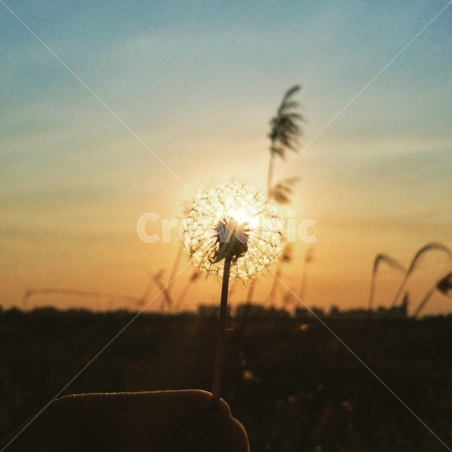 민들레,석양,노을,감성,갈대,갈대숲,갈대밭,하늘,풍경,경치,가을,해질녘,땅거미,바람,산책,식물,자연,plants,nature,꽃,flower,감성,sensible,feeling