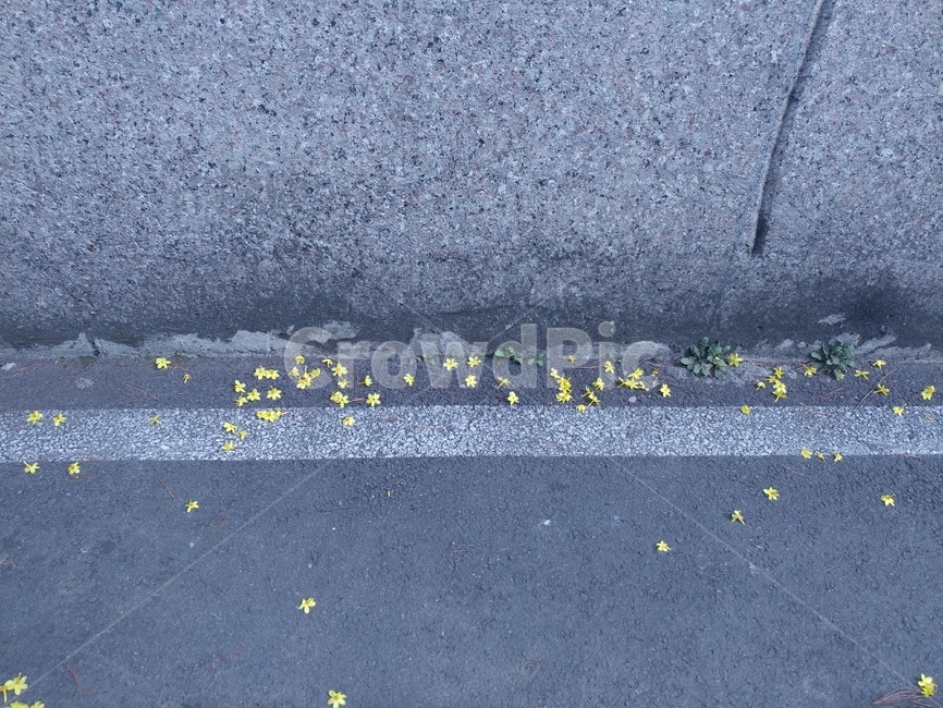 개나리,떨어진꽃,시멘트,낙화,꽃잎,꽃