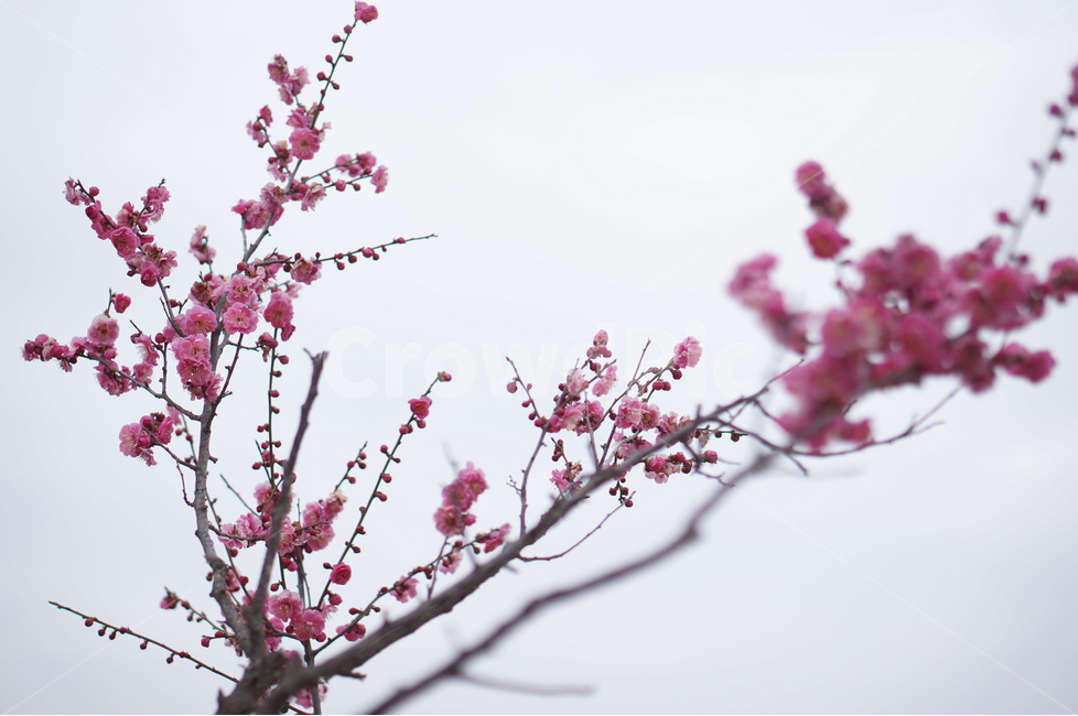 홍매화,핑크,꽃,봄,풍경,식물,자연,plants,nature,꽃,flower