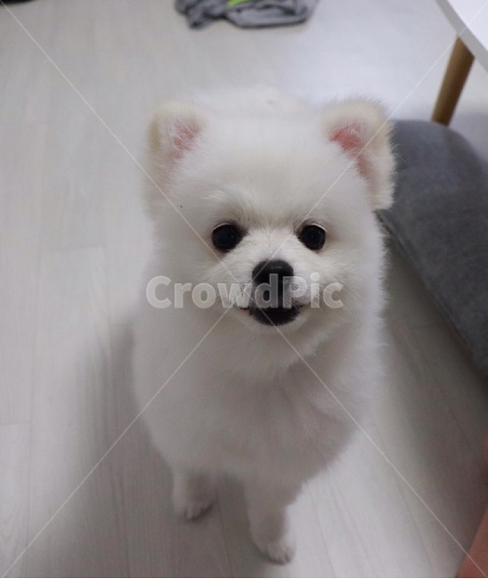 반려견,강아지,개,포메,귀여움,동물,animal,포유류,mammal,개,강아지,dog,doggy