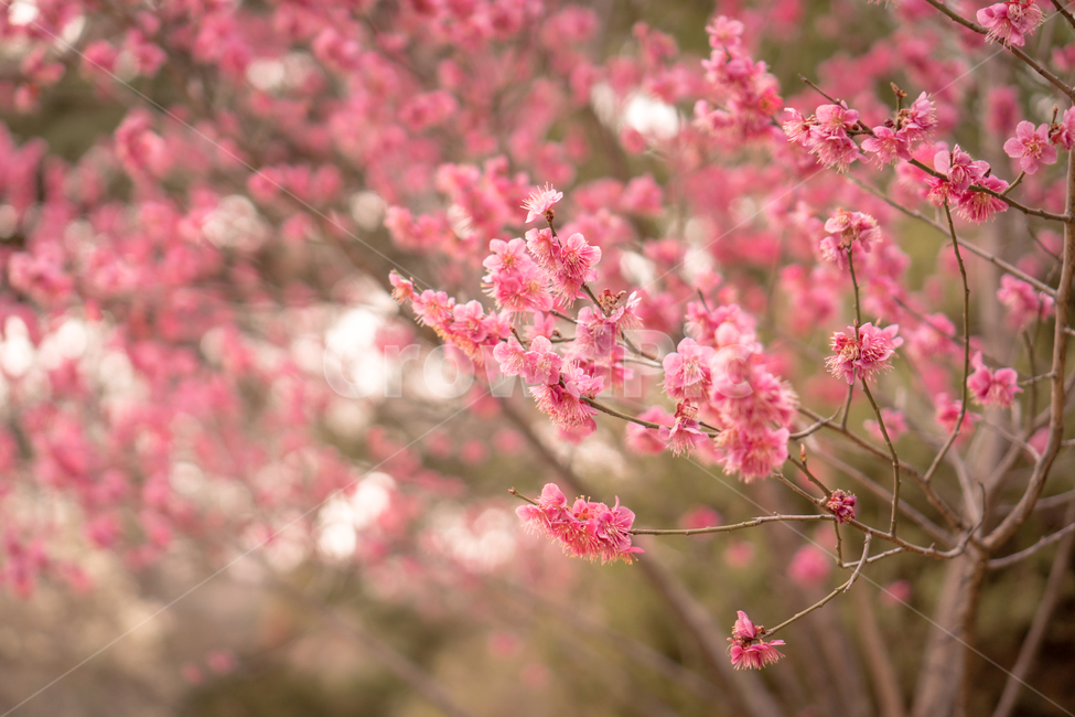 봄,plant,식물,flower,blossom,꽃,매화,홍매화,분홍꽃,봄,계절,spring,season