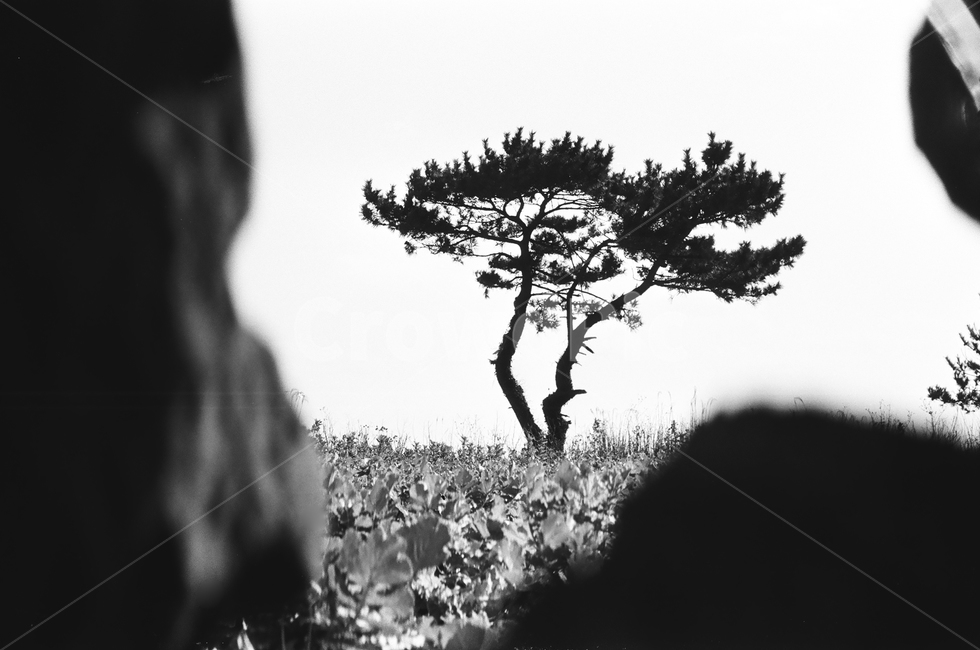 제주도,소나무,나무,흑백필름,흑백소나무,식물,자연,plants,nature,나무,trees,wood,흑백,모노톤,monochrome,black and white