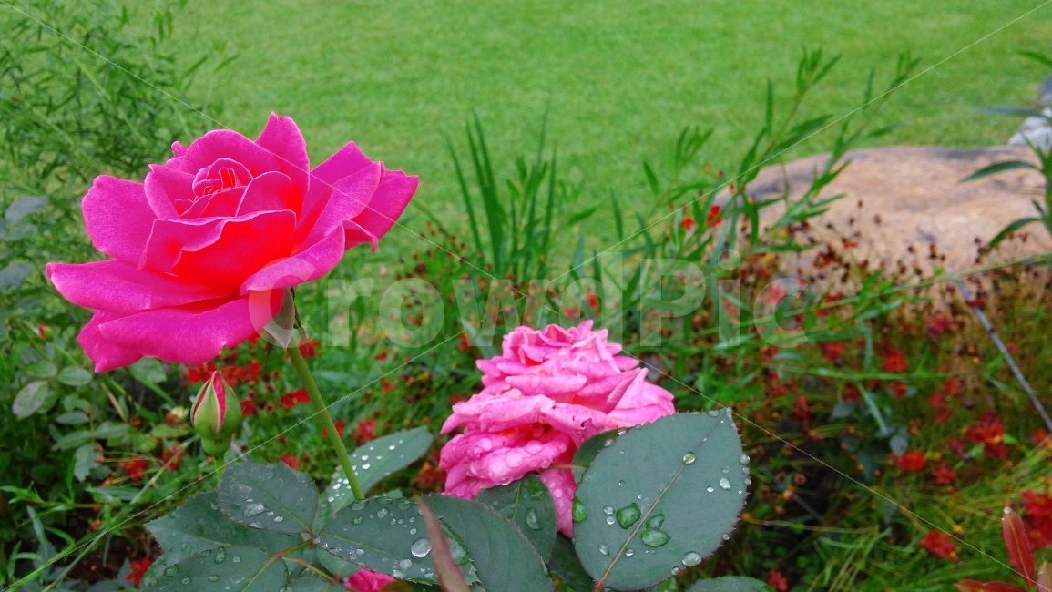 장미,이슬,꽃,자연,분홍,화단,식물,자연,plants,nature,꽃,flower