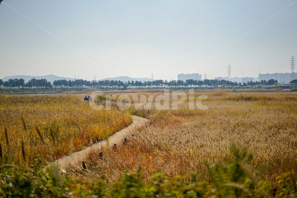 인천,소래습지공원,가을,fall,갈대,가을,계절,fall,autumn,season,nature,자연,land,땅,outdoors,옥외,plant,식물,grass,잔디