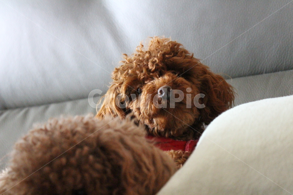 강아지,개,푸들,동물,puppy,dog