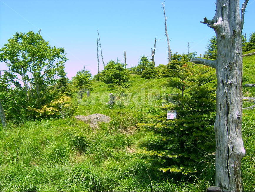 지리산,제석봉,고사목,지리고사목,고사목군락지,자연,풍경,nature,landscape,한국자연풍경,한국자연경관,korea nature landscape,tree,나무,plant,식물,fir,전나무,abies,아비