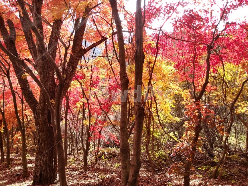 가을,단풍,나무,아름다운,풍경