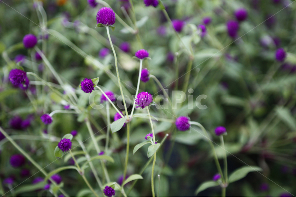 꽃,천일홍,보라색,보라색꽃,풀,꽃밭,아웃포커싱,들꽃,식물,plant,purple,식물,자연,plants,nature,꽃,flower