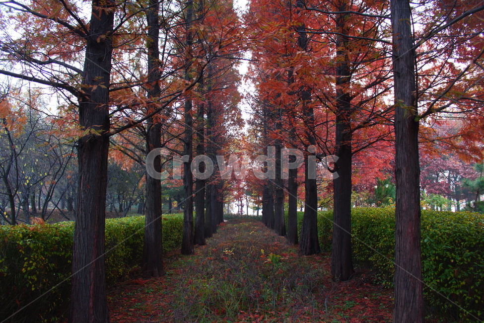가을,산책,공원,단풍,나무,가을,계절,fall,autumn,season,자연,풍경,nature,landscape,tree,plant,식물,tree trunk,나무 줄기,maple