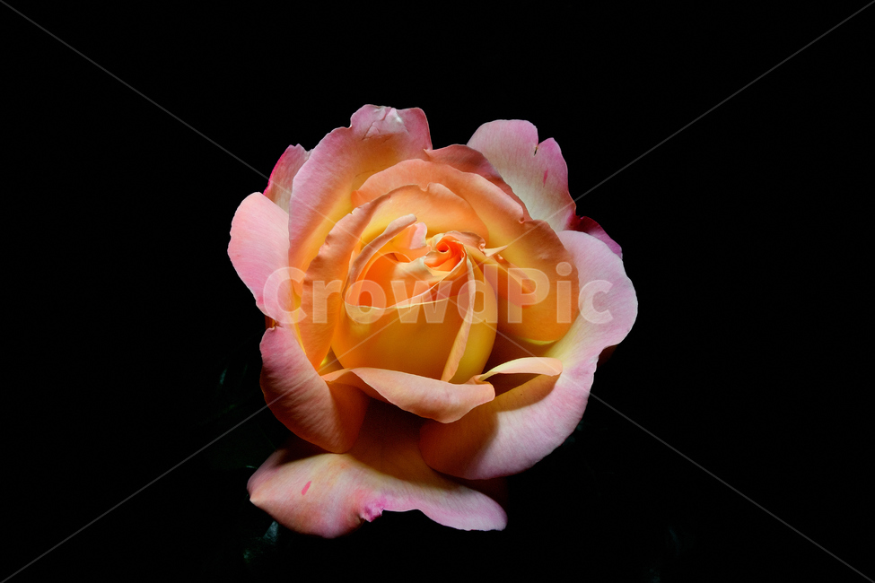 장미,장미꽃,꽃사진,식물,꽃,식물,자연,plants,nature,꽃,flower