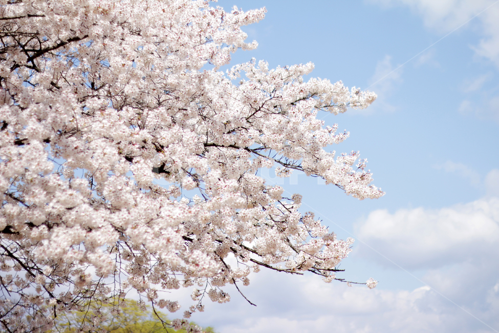 plant,식물,blossom,flower,꽃,벚꽃,cherryblossom,하늘,sky,nature,봄,계절,spring,season