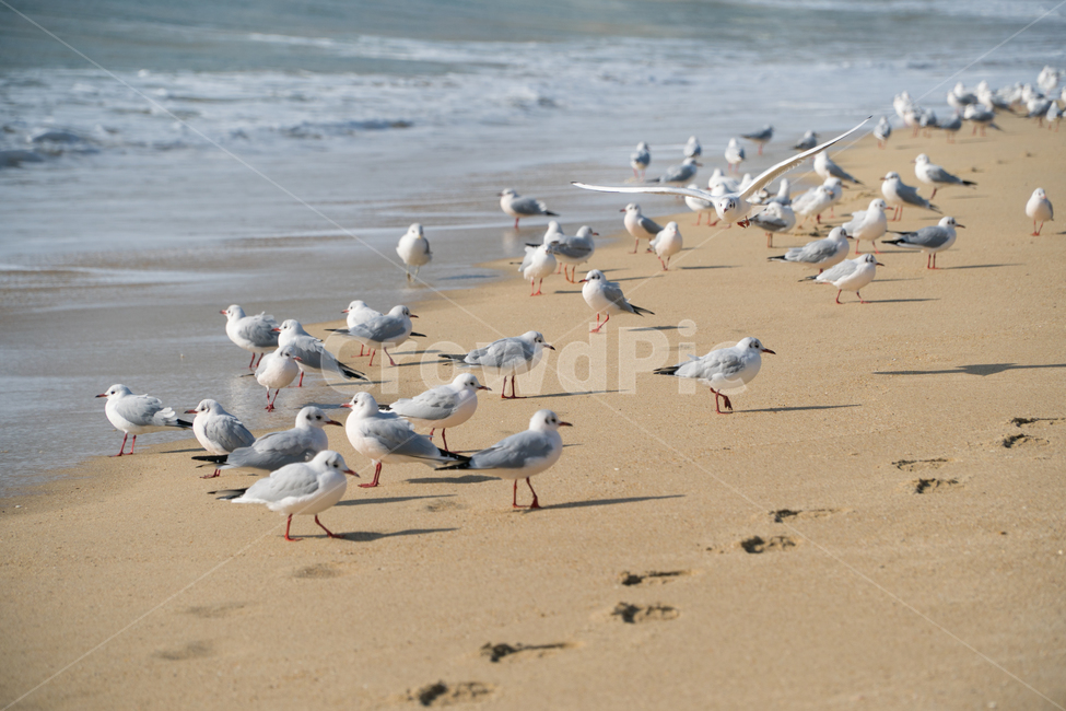 발자국,조류,새,갈매기,바다,모래,해변,자연,풍경,nature,landscape,해변,바다,beach,sea,동물,animal,조류,새,birds,flock,대군,bird,ocean,대양,outdoors,옥외,water,물