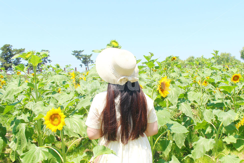 사람,여름,해바라기,꽃,소녀,girl,sunflower,flower,하늘,summer,궁남지,국내여행,여행,밀짚모자,자연,여름,계절,summer,season,식물,자연,plants,nature,꽃,flower,사람,인물,인간,human,person,여성,여자,woman,female,lady,sun hat,태양 모자,hat,모자,plant