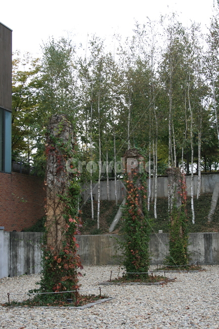 기둥,넝쿨,가을,단풍,식물,plant,가을,계절,fall,autumn,season,자연,풍경,nature,landscape