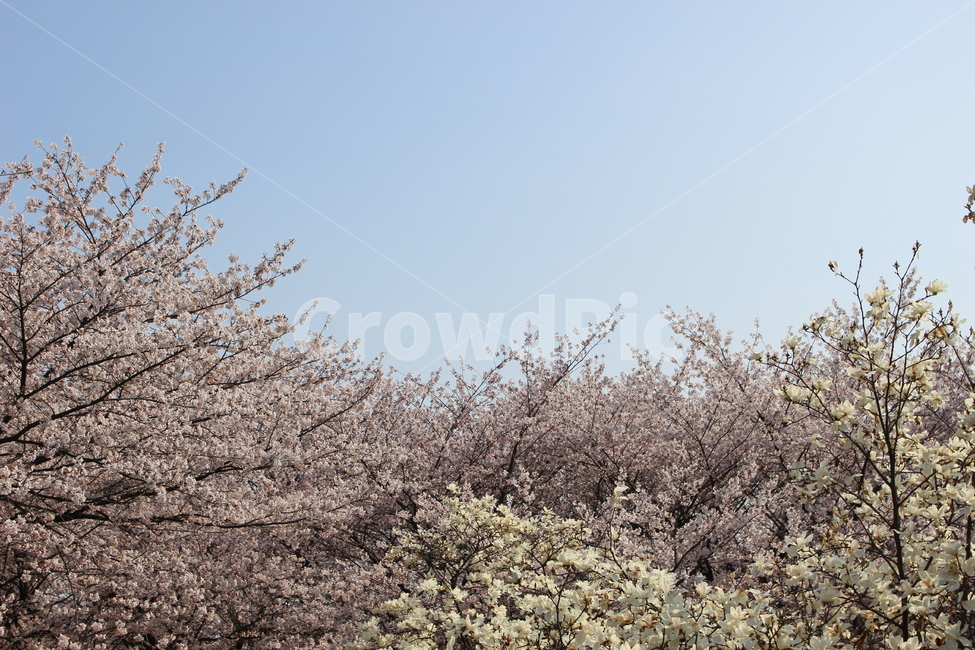 봄꽃,봄,나무,식물,tree
