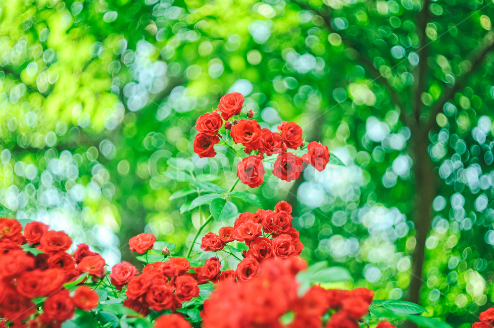love,green,beauty,nature,Rose,out of focus,summer,flower,red,Red,plant,bokeh,rose,passion,bokeh of light