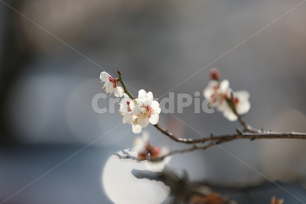 매화,홍매화,봄,꽃,봄꽃,봄,계절,spring,season,식물,자연,plants,nature,꽃,flower,plant