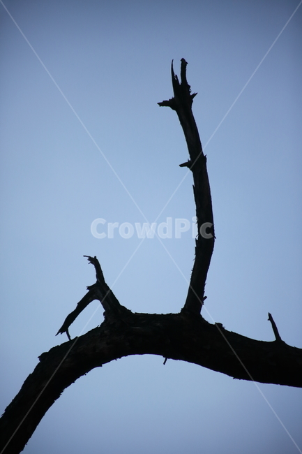 나무,고목,고사목,죽은나무,wood,나뭇가지,나무가지
