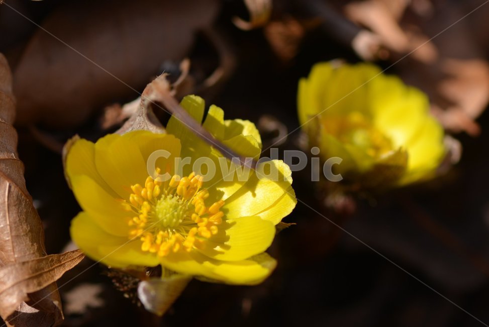 봄,복수초,벌,노랑,따뜻함,식물,자연,plants,nature,꽃,flower