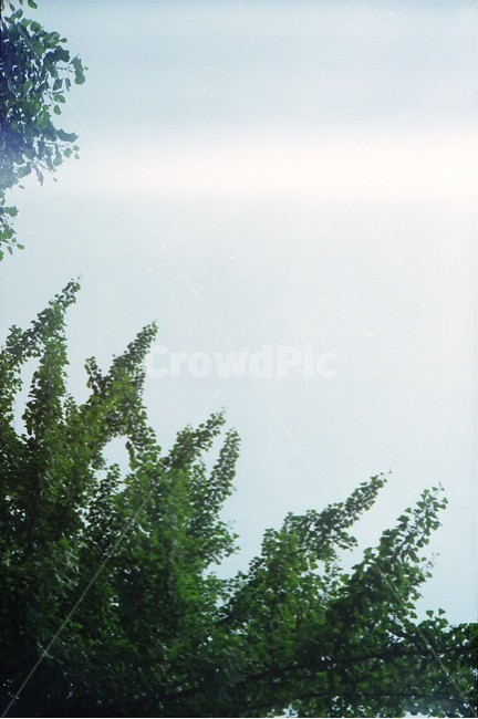 나무,하늘,여름나무,필름사진,필름카메라,자연,풍경,nature,landscape,tree,plant,식물