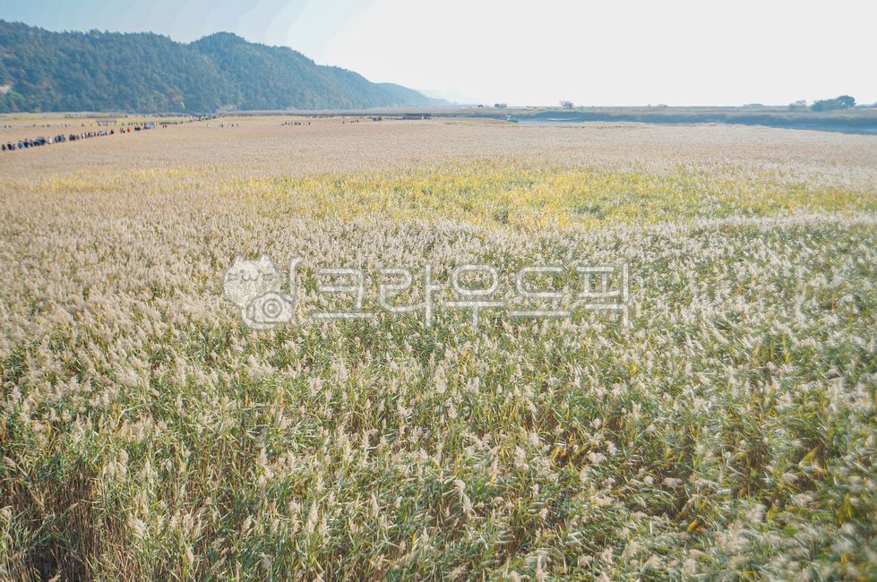 field,field,nature,grassland,pasture,outdoors,suncheon,reed,reeds,field,reed field,autumn scenery,natural scenery,reed colony,autumn travel destination,reed field,ecotourism,healing place,seasonal changes,field scenery,vast nature,fal