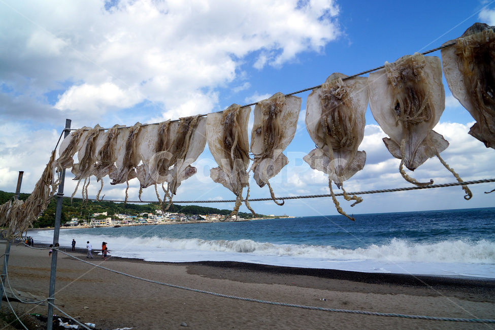오징어,건어물,바다,하늘,구름,파도,바닷가,건조,squid,driedfish,sky,clouds,waves,sea,dry,수산물,해산물,fishery products,seafood