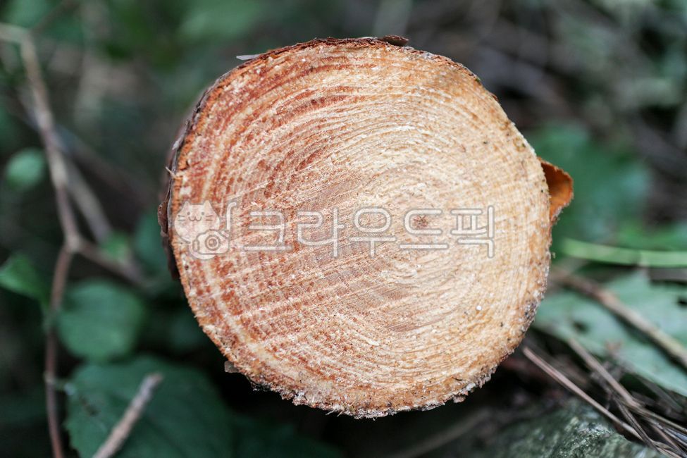 나무,나무테,나무나이테,나이테,나무결,원목,자연,wood,나뭇가지,절단,나무단면,잘린나무