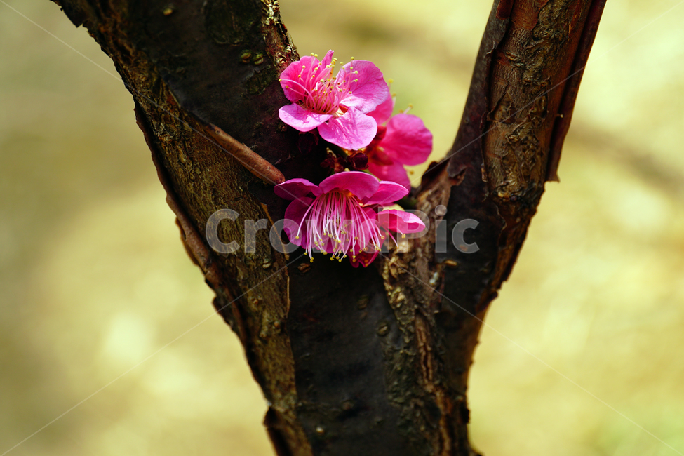 홍매화,한국자연,꽃,꽃사진,플라워,flower,봄,봄꽃,spring,식물,plants,자연,nature,풍경,landscape,계절,season,snap,스냅,접사,macro,closeup,클로즈업,감성사진,감성,힐링,healing,느낌,feel,feeling,꽃밭,화단,나무,나뭇가지,tree,꽃봉오리,4월,April,봄,계절,spring,season,식물,자연,plants,nature,꽃,flower,plant