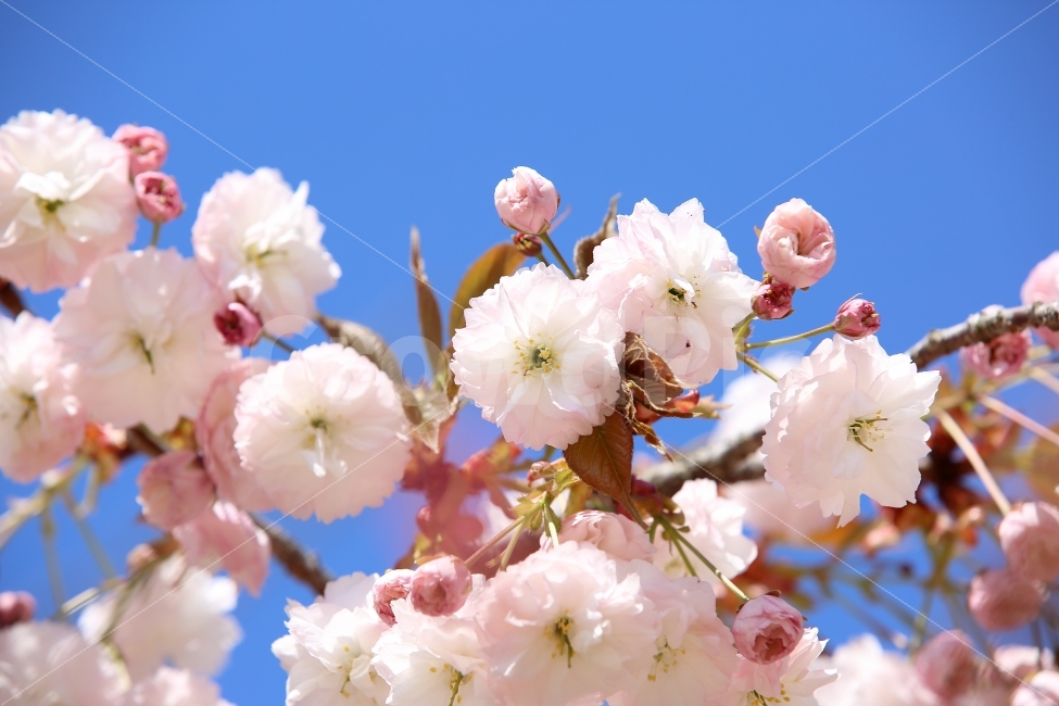 ,식물,자연,plants,nature,봄,계절,spring,season,꽃,flower,plant