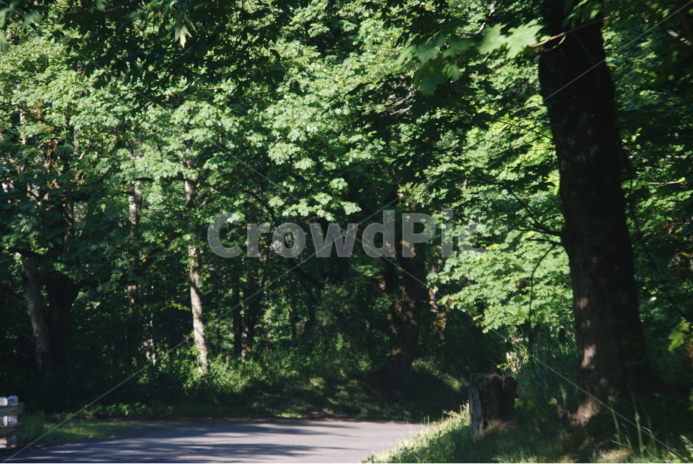 숲길,도로,나무,빛,녹음,shade,woods,road,light,trees