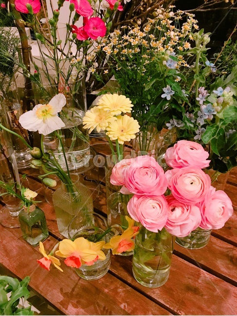 꽃,식물,꽃집,수선화,라넌큘러스,꽃,flower,실내용화초,화분,화초,house plant