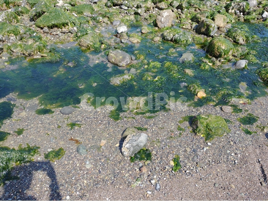 녹조,이끼,바다,해변,오염,해변,바다,beach,sea