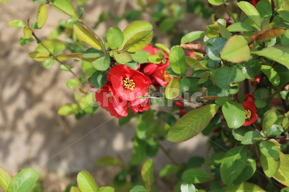 plant,식물,flower,꽃,꽃잎