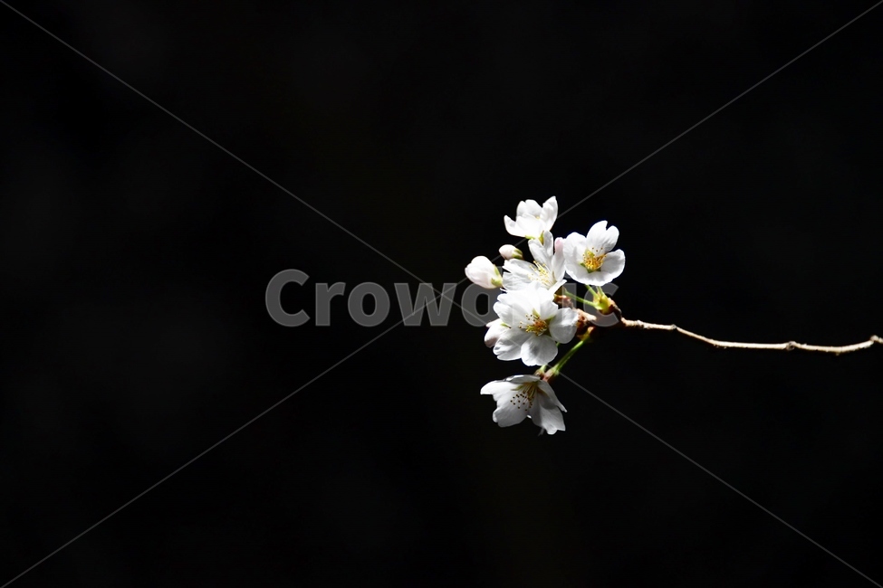 벚꽃,나무,봄,조명,밤,야간,꽃,flower,식물