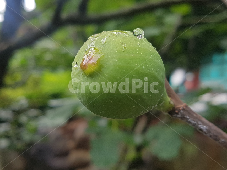plant,식물,food,음식,fruit,과일,무화과