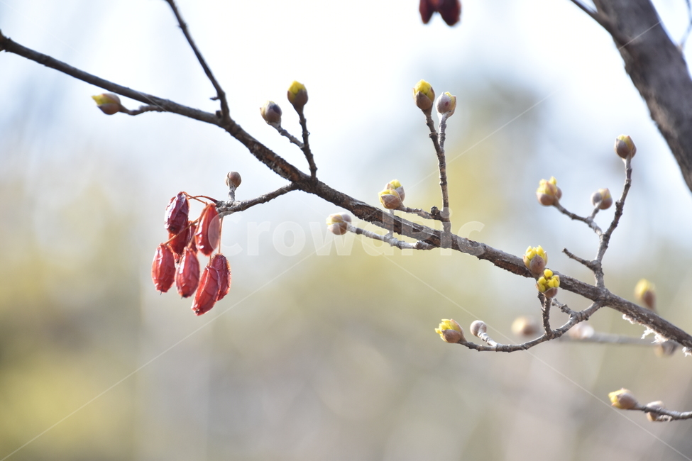 산수유,봄꽃,자연,식물,나무,식물,자연,plants,nature