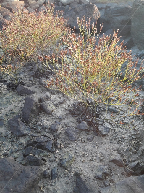 나문재,suaeda,염생식물,halophyte,plant,갯벌,getbol,염분,바닷가,바닥,ground