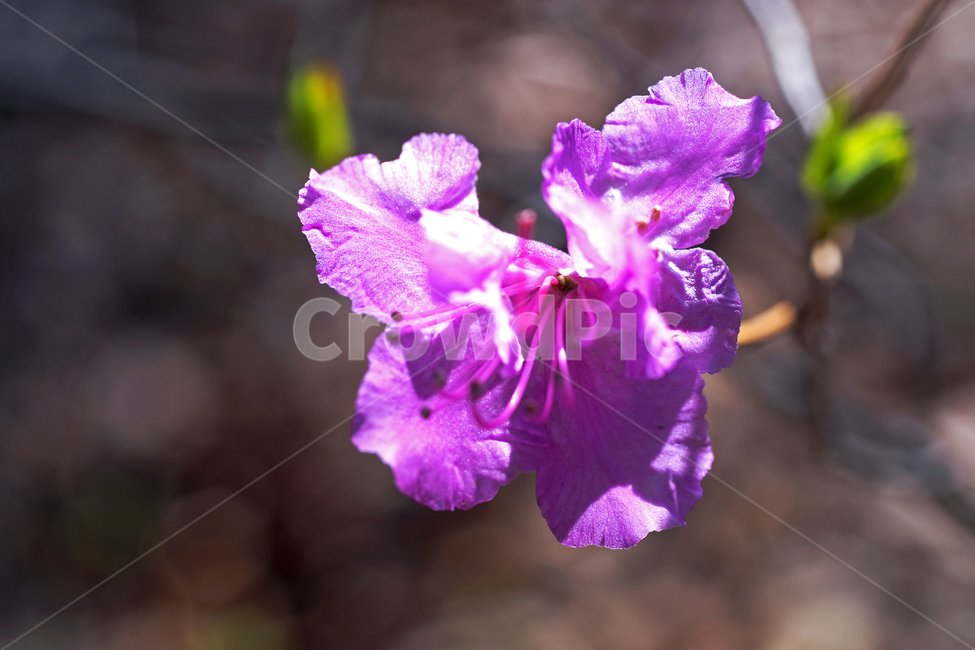 진달래,봄,꽃,연분홍,koreanrosebay,두견화