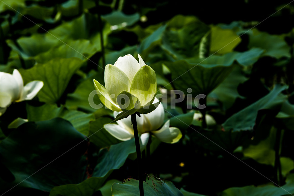 연꽃,연잎,습지,문양,무늬,식물,자연,plants,nature,꽃,flower